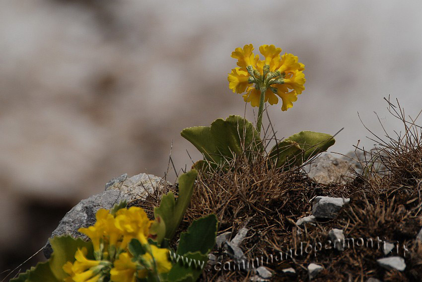 09 03758 Primula Orecchia d'orso.jpg